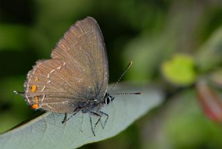 Byk Sevbeni (Satyrium ilicis)