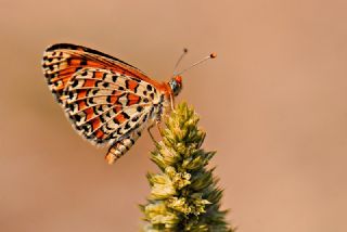 Gzel parhan (Melitaea syriaca)