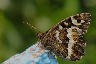 Kara Murat (Brintesia  circe)