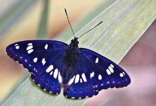 Akdeniz Hanmeli Kelebei (Limenitis reducta)