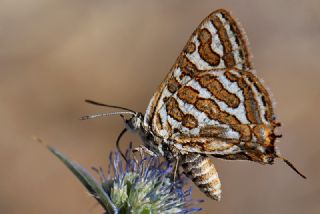 eytanck (Cigaritis acamas)