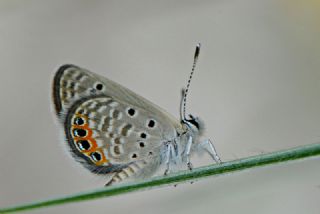 Mcevher Kelebei (Chilades trochylus)