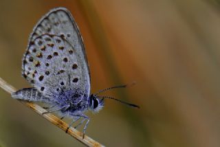 das Mavisi, Esmergz (Plebejus idas)