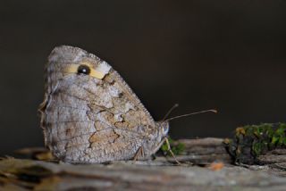 Mersin Kzlmelei (Hipparchia mersina)