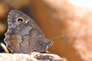 Aa Karamelei (Hipparchia statilinus)