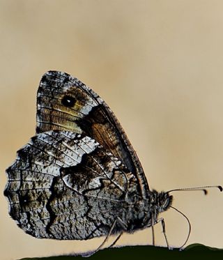 Byk Karamelek (Hipparchia syriaca)