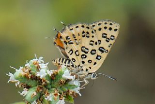 Akdeniz eytanc (Cigaritis cilissa)