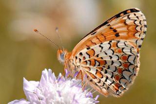 Benekli Byk parhan (Melitaea phoebe)