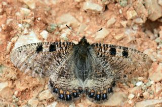 Yalanc Apollo (Archon apollinus)