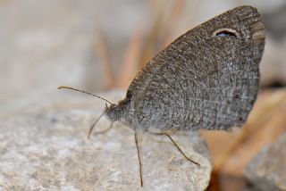 Karagz (Ypthima asterope)