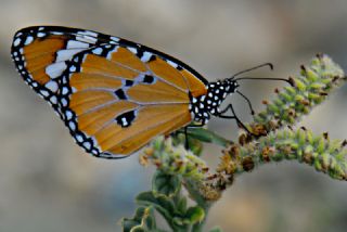 Sultan (Danaus chrysippus)