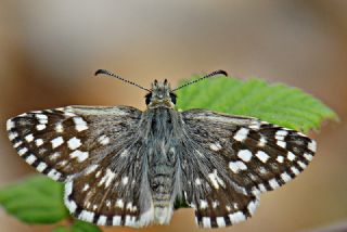 Ege Zpzp (Pyrgus melotis)