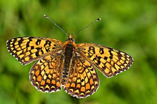 Benekli Byk parhan (Melitaea phoebe)