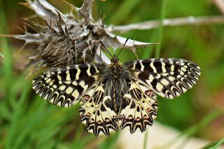 Gney Fistosu (Zerynthia polyxena)