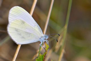 Narin Orman Beyaz (Leptidea sinapis)