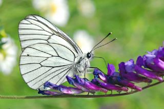 Al Beyaz (Aporia crataegi)