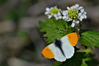 Turuncu Ssl (Anthocharis cardamines)