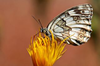 Kara Melike (Melanargia syriaca)