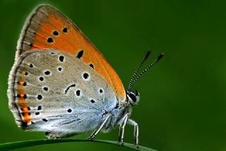 Byk Bakr Gzeli (Lycaena dispar)