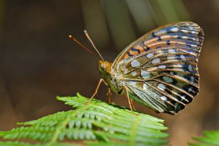 Gzel nci (Argynnis aglaja)