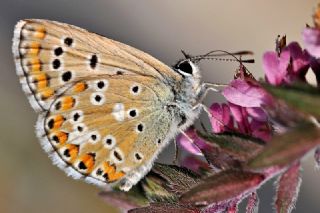 okgzl Balkan Mavisi (Aricia anteros )