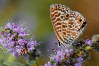 Mavi Zebra (Leptotes pirithous)