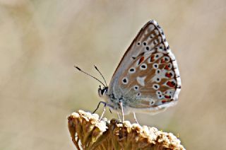 okgzl illimavi (Polyommatus coridon)