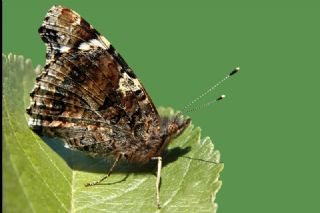 Atalanta (Vanessa atalanta)