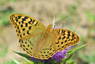 Bahadr (Argynnis pandora)