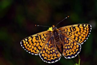 parhan (Melitaea cinxia)