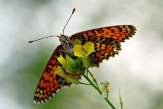 parhan (Melitaea cinxia)