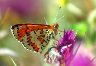 Benekli parhan (Melitaea didyma)