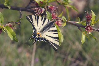 Erik Krlangkuyruk (Iphiclides podalirius)
