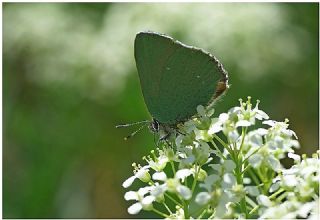 Zmrt (Callophrys rubi)