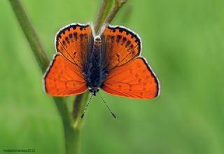 Kk Ate Gzeli (Lycaena thersamon)