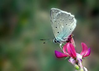 okgzl Dafnis (Polyommatus daphnis)