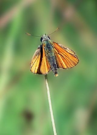 Sar Antenli Zpzp (Thymelicus sylvestris)