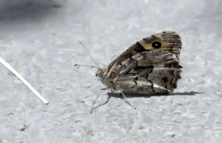 Gney Kzlmelei (Hipparchia senthes)