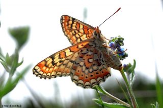 Gzel Nazuum (Euphydryas orientalis)