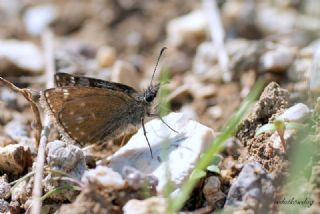 Pasl Zpzp (Erynnis tages)