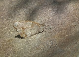 Cad (Chazara briseis)