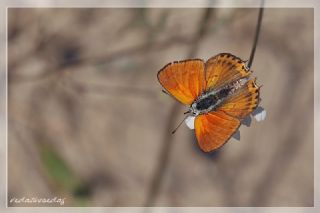 Kk Ate Gzeli (Lycaena thersamon)