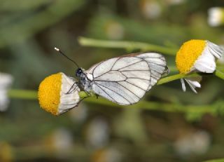 Al Beyaz (Aporia crataegi)