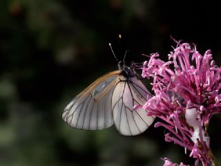 Al Beyaz (Aporia crataegi)
