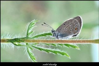 okgzl Gzel Mavi (Polyommatus bellis)