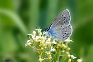 okgzl Gzel Mavi (Polyommatus bellis)