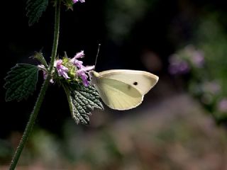 Kk Beyazmelek (Pieris rapae)