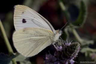 Yalanc Beyazmelek (Pieris pseudorapae)