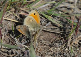 Kk Zpzp Perisi (Coenonympha pamphilus)