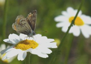 okgzl Esmer (Aricia agestis)